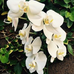 Meet your Posher, Bernice